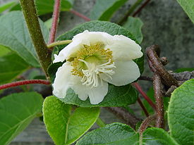 Актинидия деликатесная (Actinidia deliciosa)