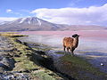 La laguna Colorada, département de Potosí, Bolivie.