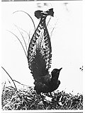 Thumbnail for File:Lyre bird(GN04203).jpg