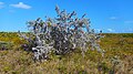 Silver buttonwood