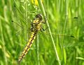 Orthetrum cancellatum, female