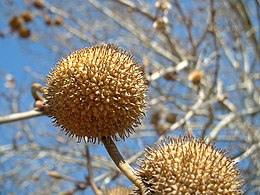 Rytinis platanas (Platanus orientalis)