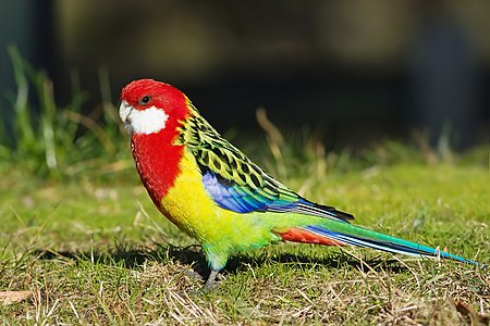 Eastern rosella, male, by JJ Harrison