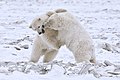 خرس قطبی