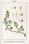 Polygonum aviculare Sturm63.jpg