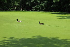 Queen of Peace pond