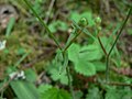 Ranunculus occidentalis