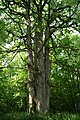 Remarkable tree in Sivry-Rance (Belgium)