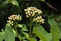 Sorbus sitchensis