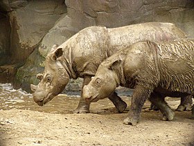 Emi com o filhote Harapan (14 meses), no Zoológico de Cincinnati