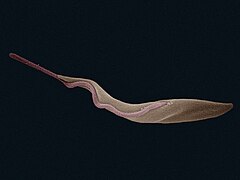 Trypanosoma brucei (Kinetoplastea)