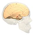 Fig.3 This image is rendered by me using Blender. Only the most outer surface of the skull is rendered, inner surface of the skull or other reflections are not rendered.