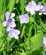 Draadereprijs (Veronica filiformis)