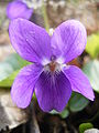 Kvapioji našlaitė (Viola odorata)