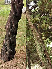 Juniperus chinensis var. kaizuka