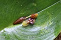 Pleurothallis cordata