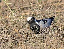 Ejemplar en el parque nacional de Chobe, Botsuana.