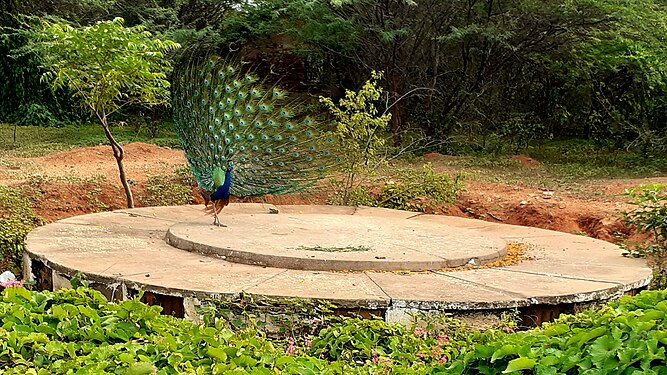 Bigger manhole of a percolating filter