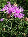 Pannonian Knapweed