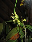 Dendrobium gracilicaule