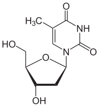 Image illustrative de l’article Thymidine