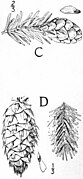 EB1911 - Fir - Plate 1-seedC.jpg