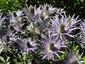 Alpen-Mannstreu (Eryngium alpinum L.): Sie kommt hauptsächlich in den Westalpen, im Jura (Gebirge) und im Dinarischen Gebirge vor.