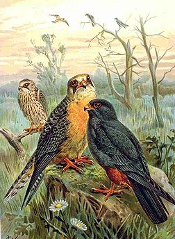 Gravure d’un Faucon kobez (Falco vespertinus). (définition réelle 800 × 1 093*)