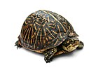 Florida Box Turtle (Terrapene carolina)
