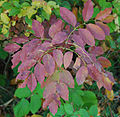 Autumn colour; Rotella, Marche, Italy