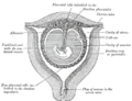 Planul secțional al uterului gravid în a treia și a patra lună.