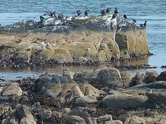 Guano-encrusted tidal rocks with cormorants at Greencastle - geograph.org.uk - 3669089.jpg