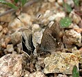 Trying to mate in Hyderabad, India