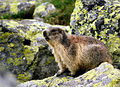 Marmot in Veľká Studená dolina