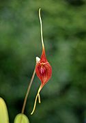 Masdevallia ayabacana