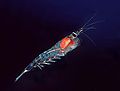 Krill del nord (Meganyctiphanes norvegica), l'intestí és de color vermell i s'alimenta de zooplàncton
