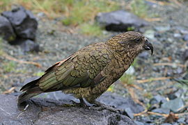 Nestor notabilis -Fiordland, New Zealand-8b