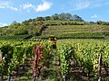 Vinmarker i Orschwiller i Alsace, Frankrike