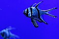 Banggai cardinalfish