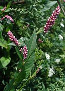 Polygonum persicaria.jpg