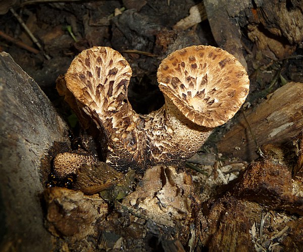 Трутовик чешуйчатый (лат. Polyporus squamosus)