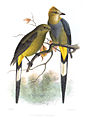 Illustration by Joseph Smit (1869)