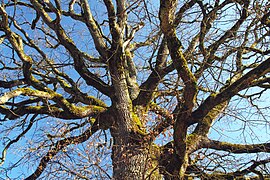 Recologne (Doubs) arbre de la liberté hdsr SD15 SDIM7665.jpg