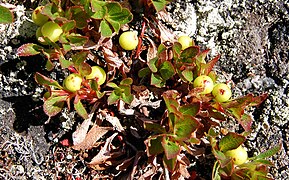 Frutos imaturos.