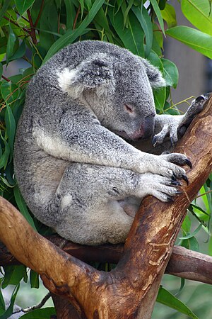 Koala