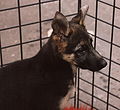 Young German Shepherd Dog