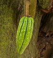 cacao plant