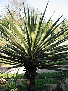 Uoginė juka (Yucca baccata)