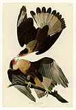 Crested caracara (Caracara cheriway)