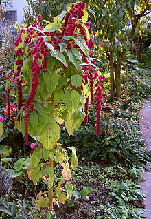 2006-10-22Amaranthus09.jpg